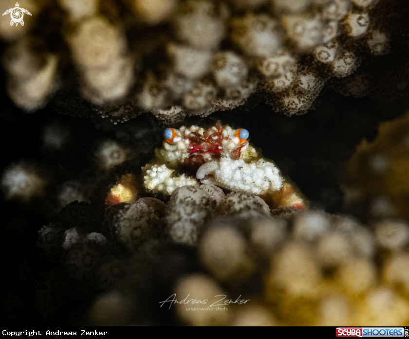 A Blue-Eyed Coral Crab