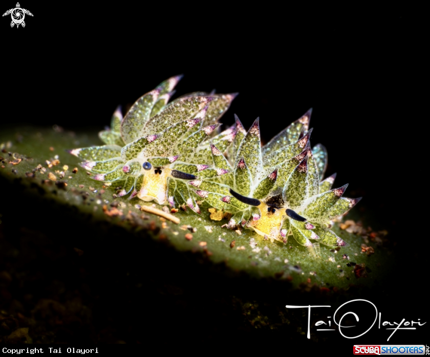 A Leaf sheep