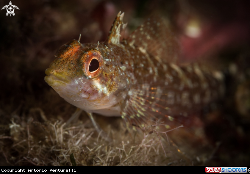 A Peperoncino fish