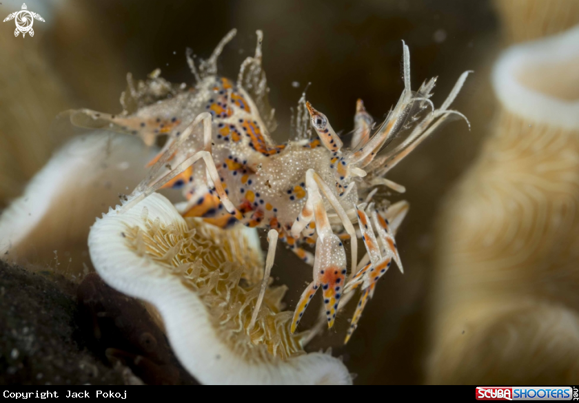 A Tiger Shrimp