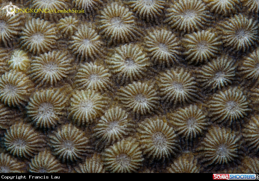 A Hard coral (Paramontastraea salebrosa)@ Kapal Indah, Lembeh Strait