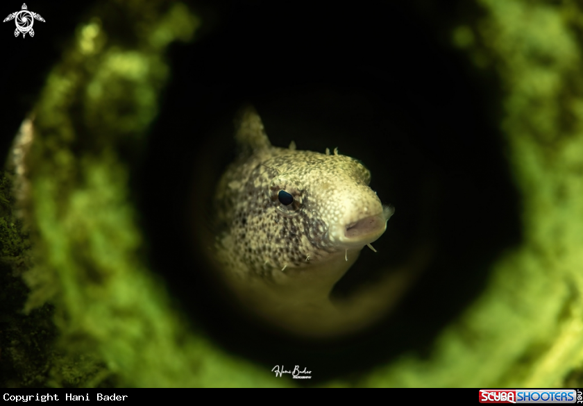 A Sabre-toothed Blenny