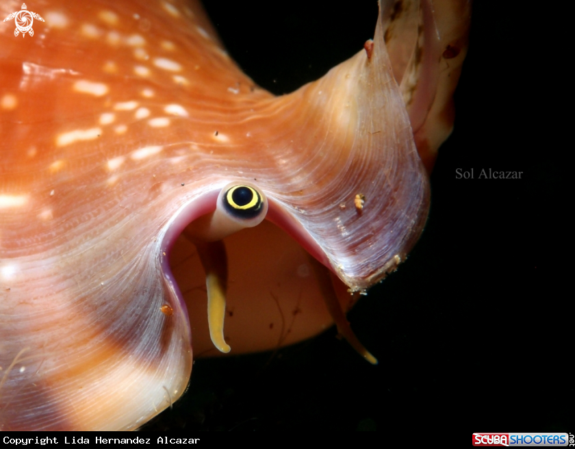 A conch