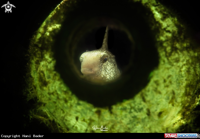 A Sabre-toothed Blenny