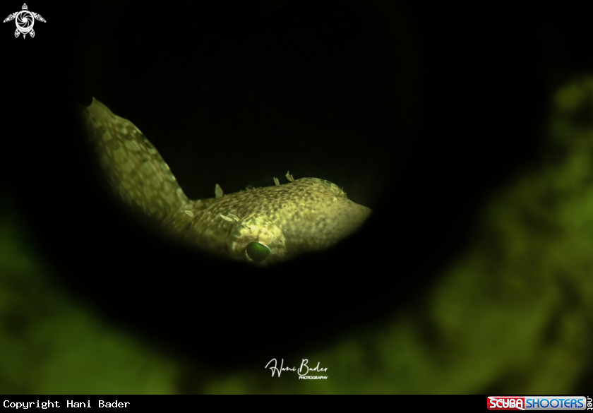 A Sabre-toothed Blenny