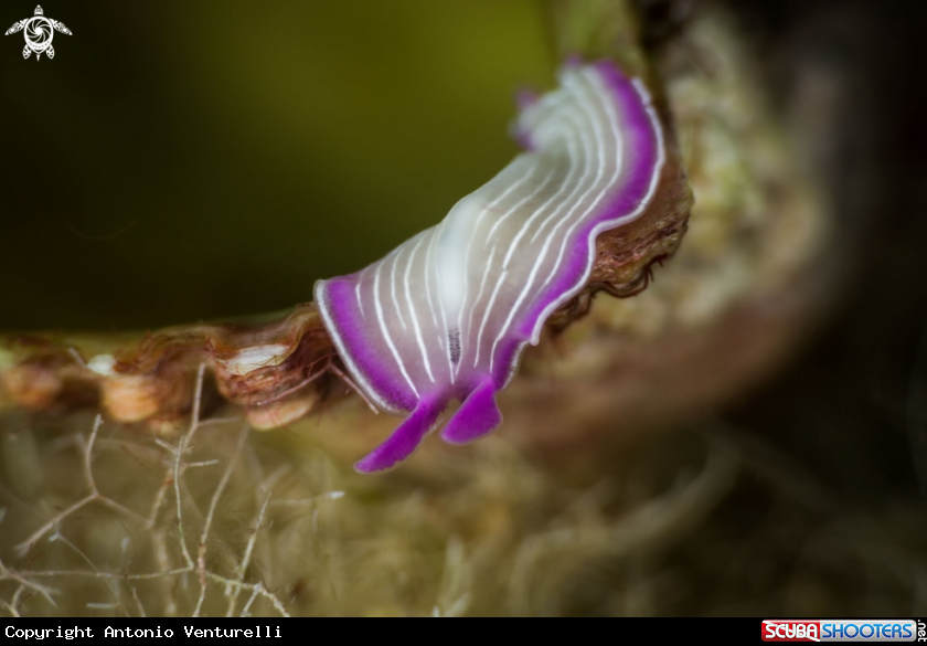 A Planaria rosa