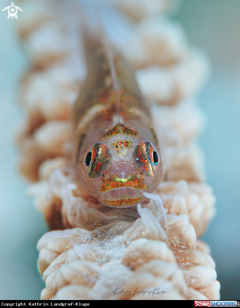 A Wire Coral Goby 