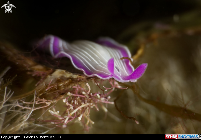 A Planaria rosa