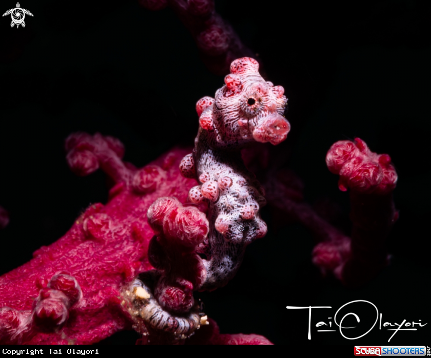 A Pygmy seahorse