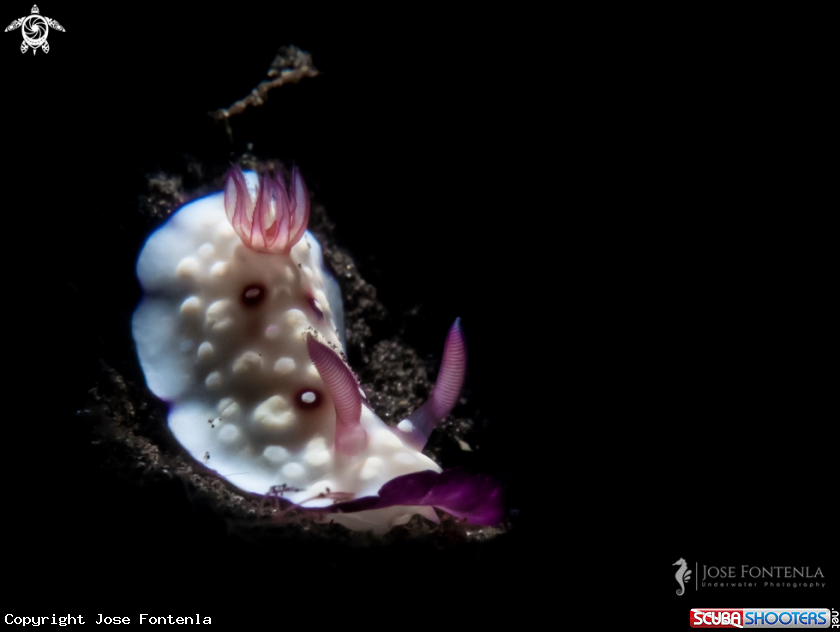 A Bus stop nudi