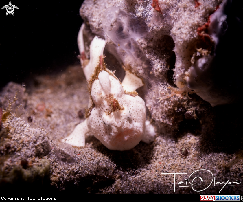 A Painted frogfish