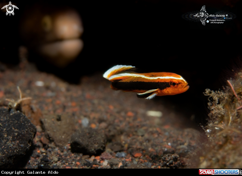 A Moray Eel