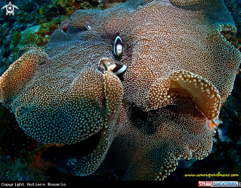 A Pesce pagliaccio in anemone