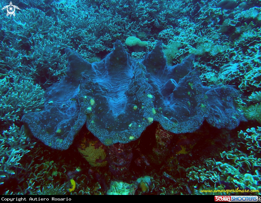 A Tridacna gigante 