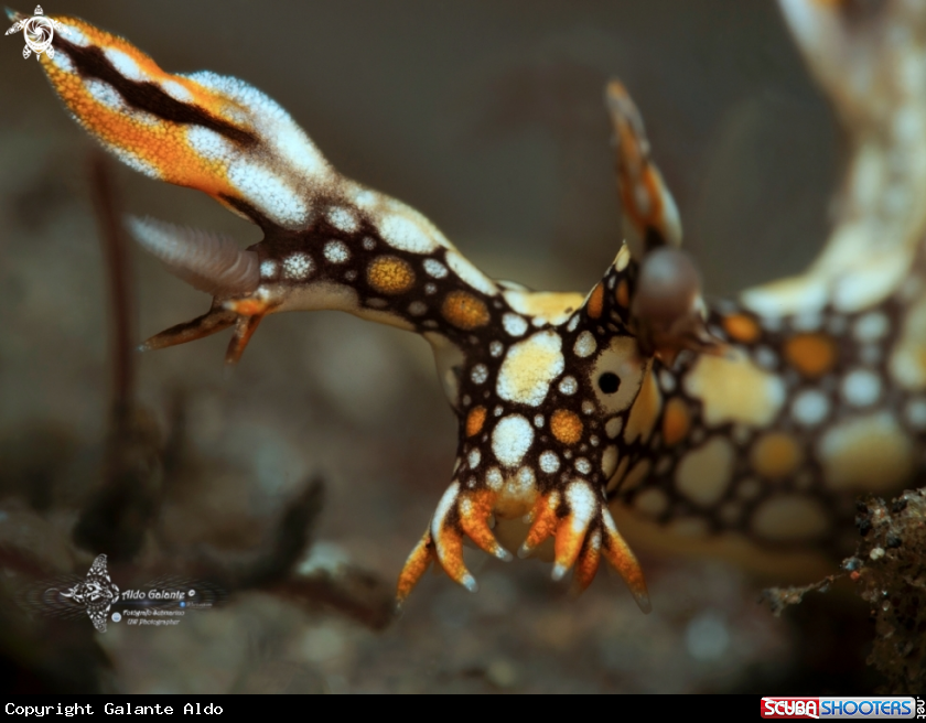 A Ornella Sea Slug