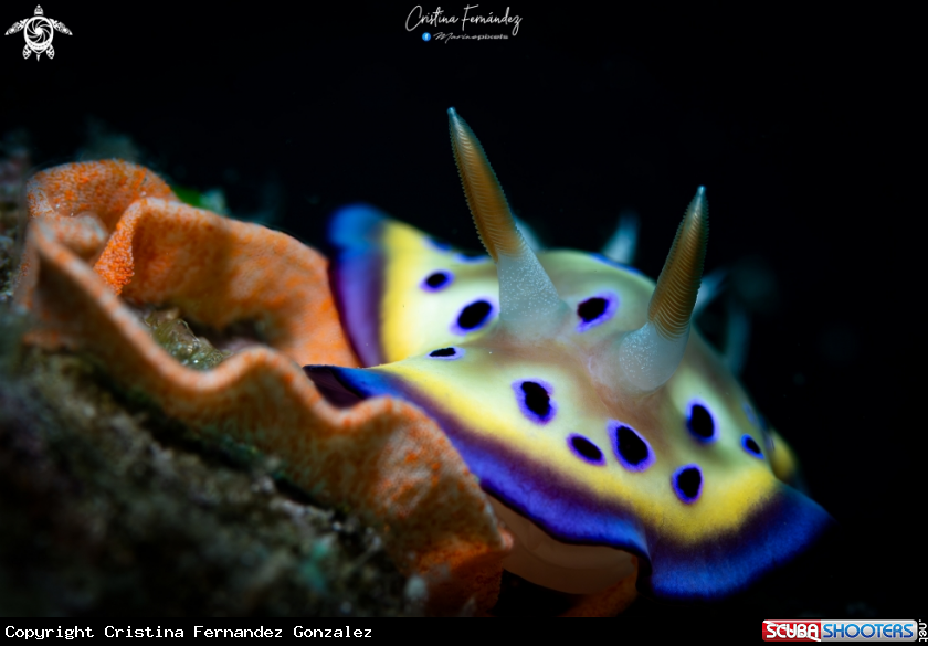 A Nudibranch