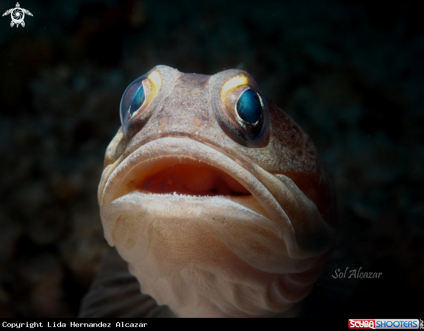 A Opistognathidae (jawfish)