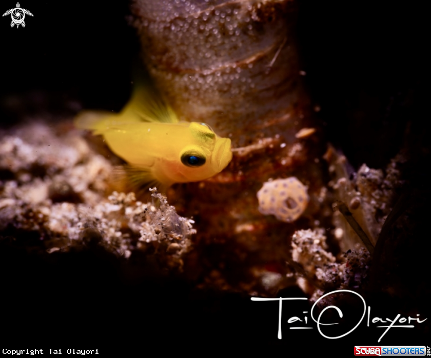 A Pygmy goby 