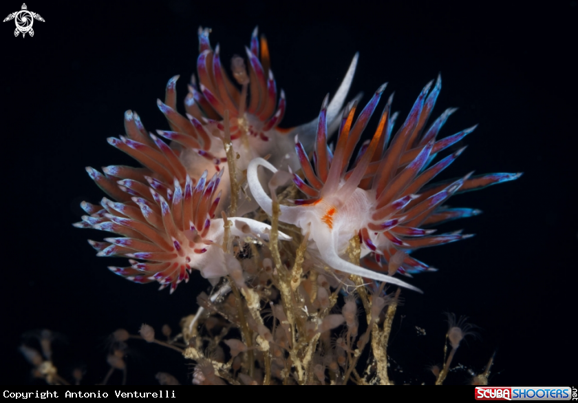 A Cratena nudibranch 