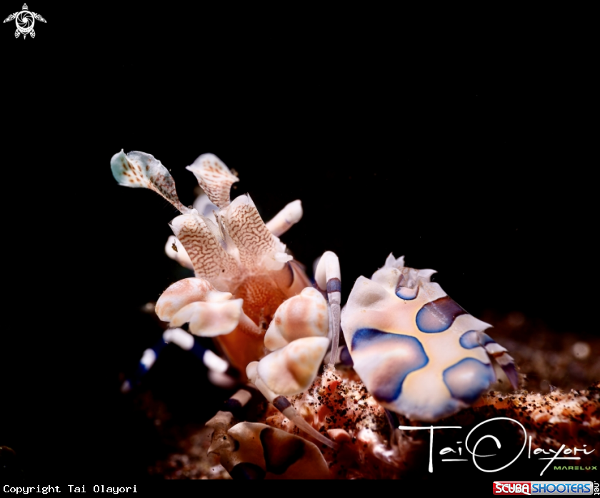 A Harlequin shrimp