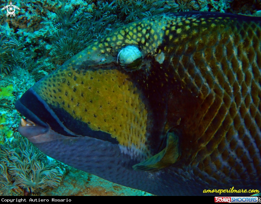 A Pesce balestra titano