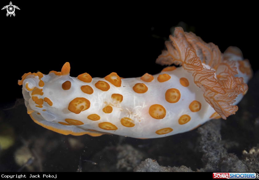 A Gymnodoris rubropapulosa