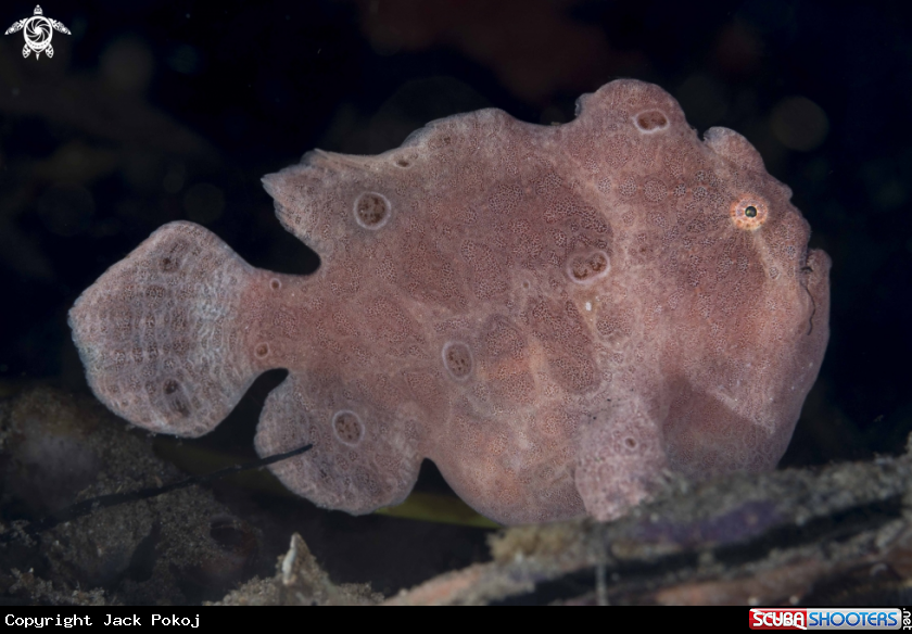 A Giant Frogfish