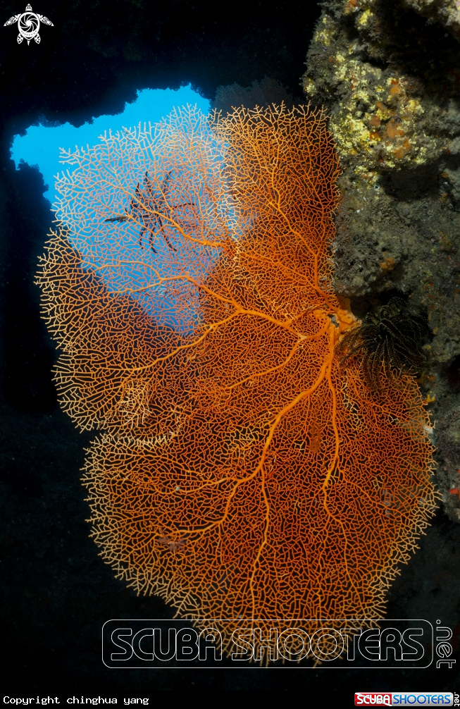 A softcoral