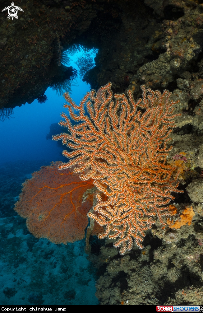 A softcoral