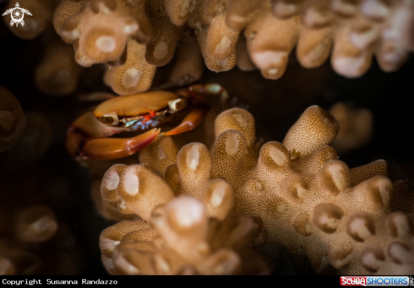 A Coral crab