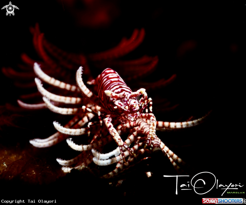 A Leopard Crinoid Shrimp