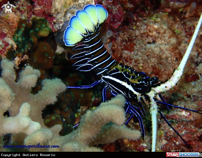 A Aragosta spinosa blu