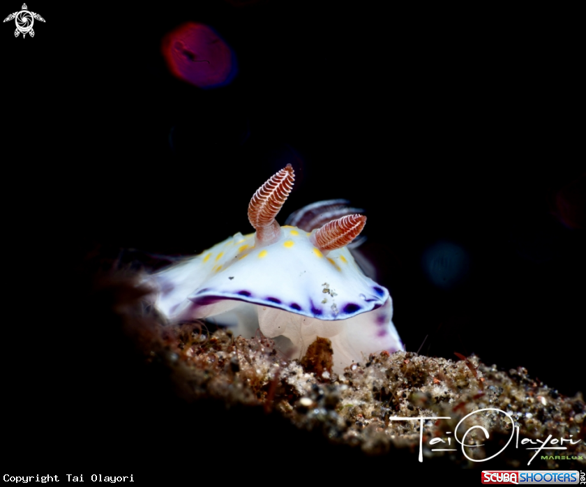 A Gold and purple chromodoris 