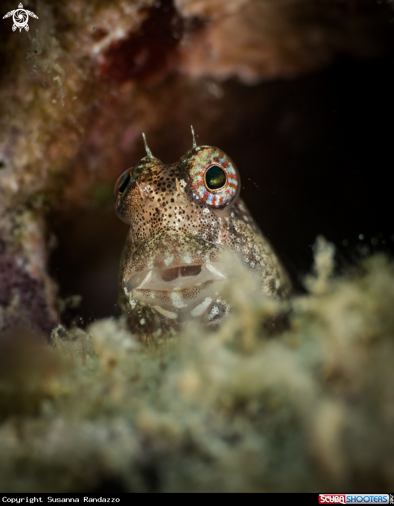 A Gobi fish