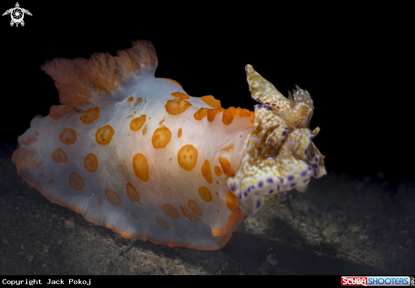 A Gymnodoris rubropapulosa eating Ceratosma tenue