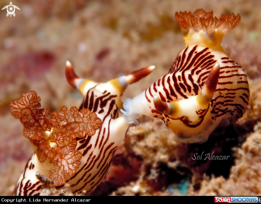 A nembrotha nudibranch