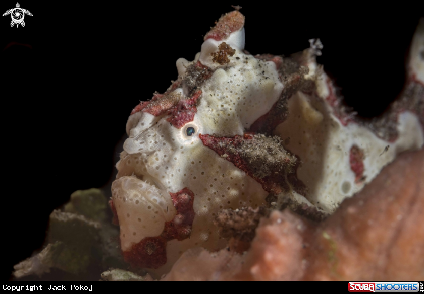 A Warty Frogfish