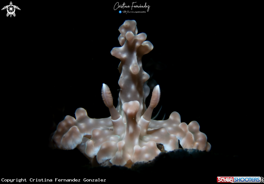 A Nudibranch