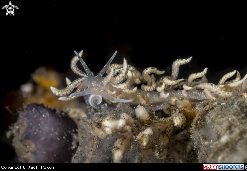 A Phyllodesmium poindimiei