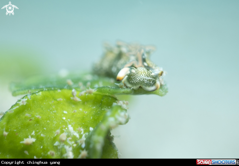 A seaslug