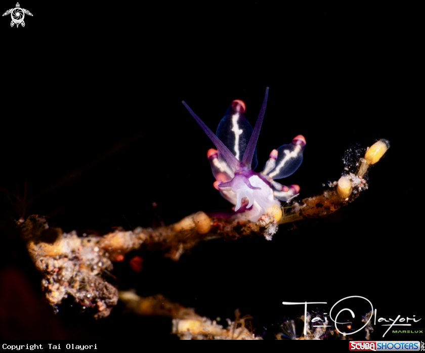 A Eubranchus sp.