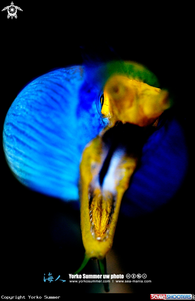 A Ribbon Eel