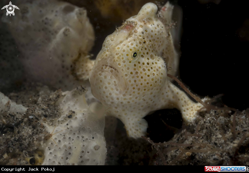 A Painted Frogfish