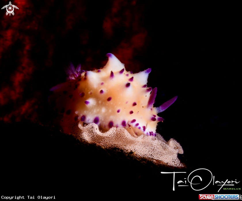 A Bumpy Mexichromis