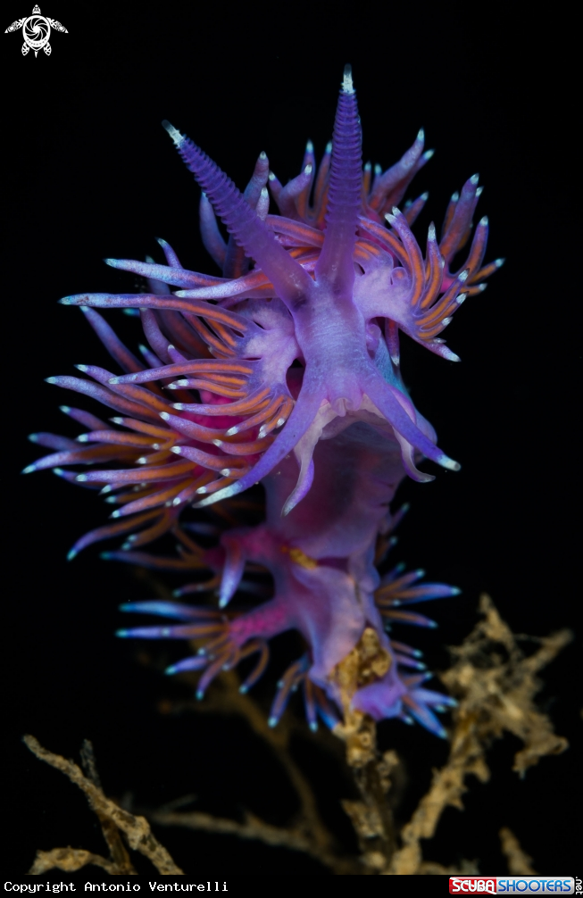 A Flabellina nudibranch