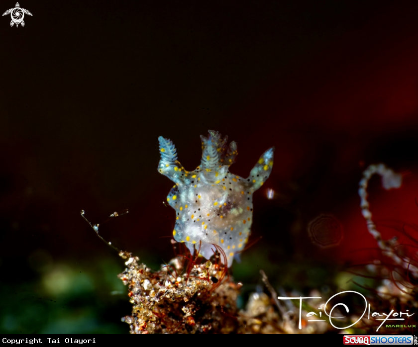 A Yellow-spotted Thecacera