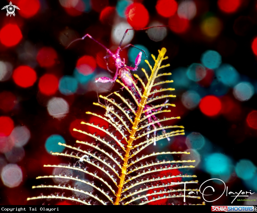 A Skeleton shrimp