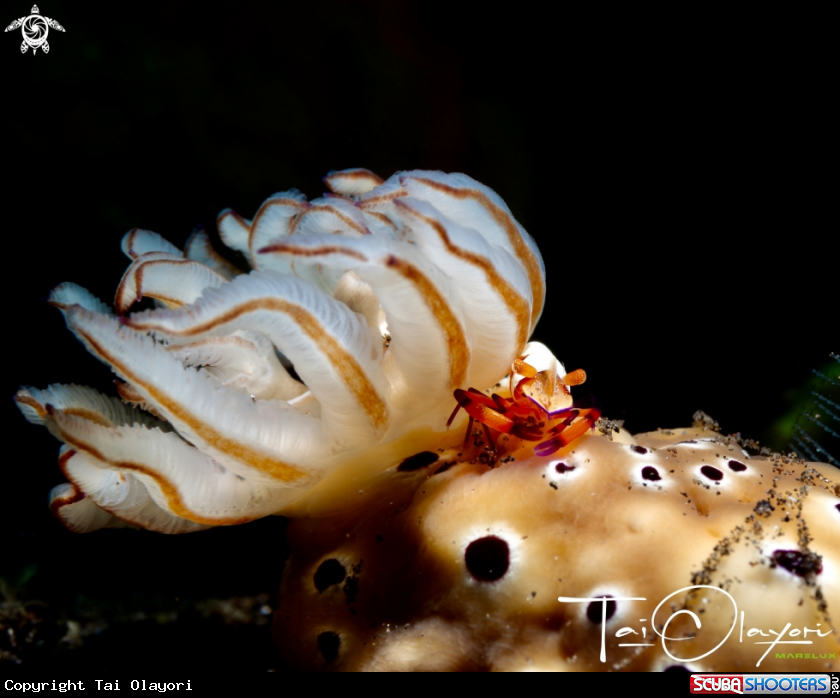 A Emperor shrimp on hypselodoris tyroni