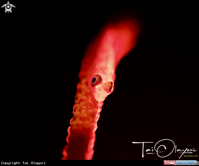 A Whip coral goby