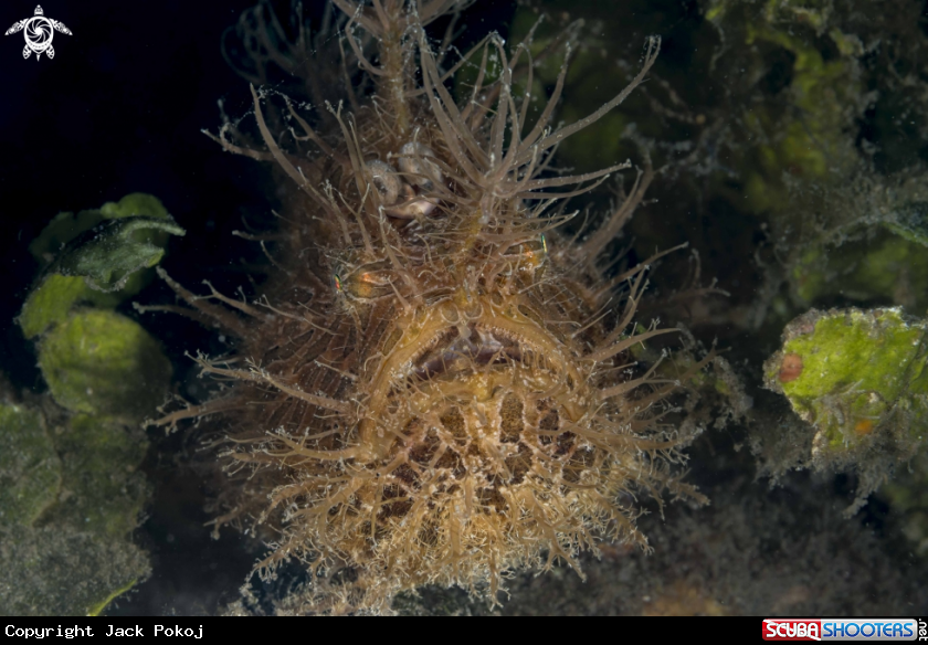 A Hairy Frogfish